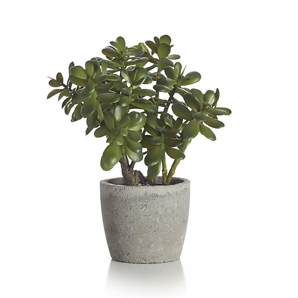 potted-jade-plant