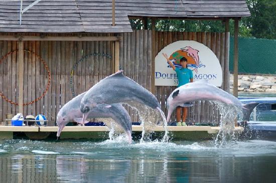Dolphin Lagoon, Singapore