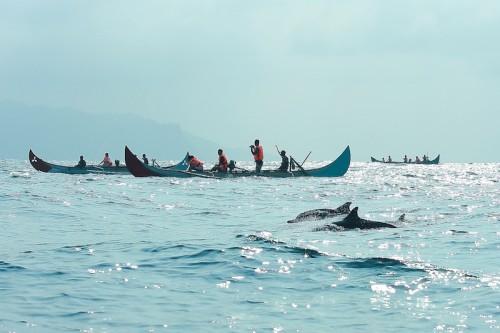 dolphin-teluk-kiluan-nationaljourney
