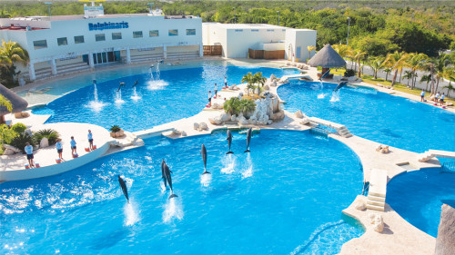 swim-with-dolphins-cancun